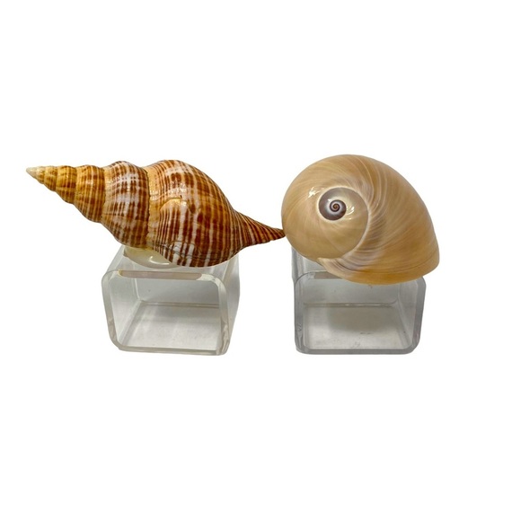 2 Beautiful Seashells | Napkin Rings | Hermit Crabs Shell | Square Base - Picture 1 of 6
